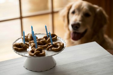 dog looking at chocolate pretzels on table