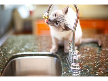Cat licking kitchen faucet