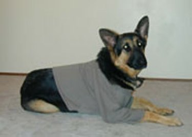 How to Make a Dog Sweatshirt