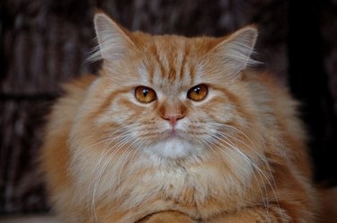 A fluffy orange cat looking at the camera