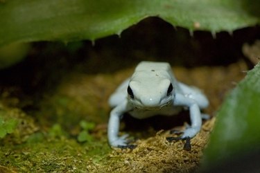 Albino frog crouches in tank