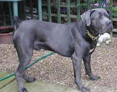 when is a italian mastiff full grown