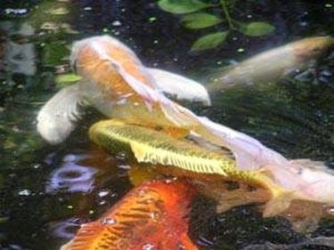 How Do Koi Fish Give Birth?