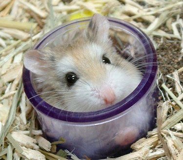 A hamster in a tube