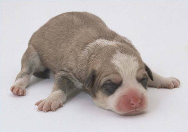 how do you keep newborn puppies warm at night