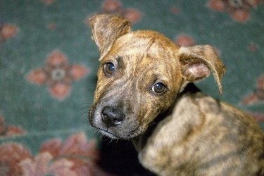 Close up of a brown dog