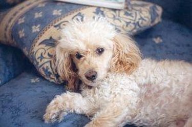 white poodle on a pillow