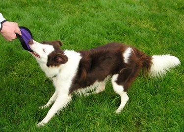 Brown and white border collie