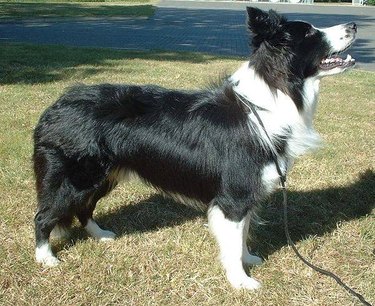 Black and white border collie