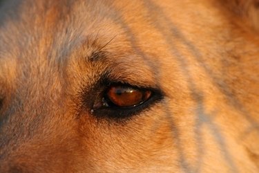 Closeup of brown dog eye