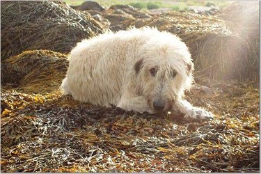 Shaggy white dog outside