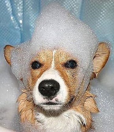 A dog with bath bubbles on his head