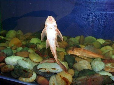 sucker cuteness catfish suckermouth suckerfish albino