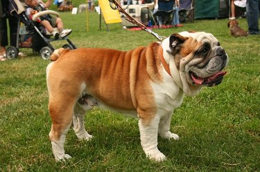 Bulldog females often need Cesareans