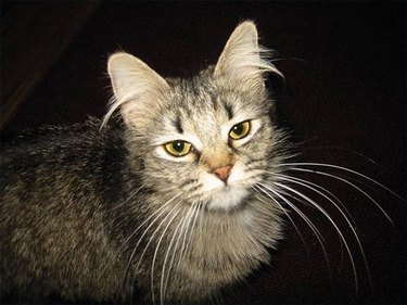 A fluffy grey cat close up.