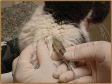 Injection being given to a cat