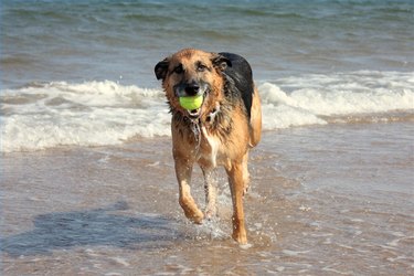 Wet dog with ball in mouth running on a beach.