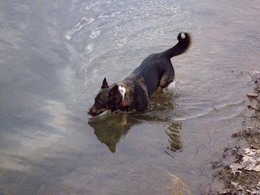 A black dog in water
