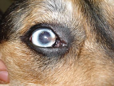 Boric acid eye wash for cheap dogs