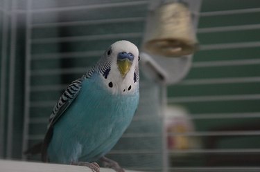 Difference Between a Male and a Female Budgie