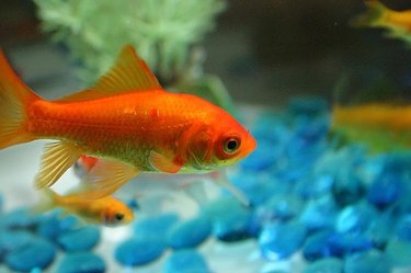 Pregnant Fish Symptoms