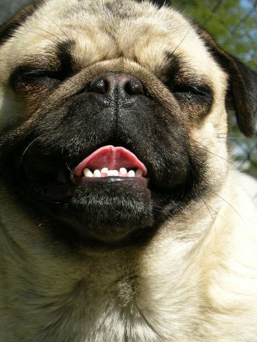A pug with his tongue hanging out