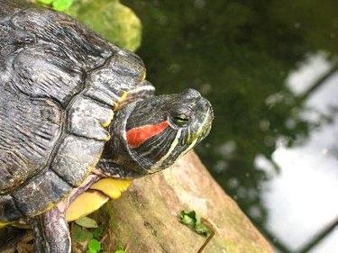 red eared slider turtle basking on log beside water