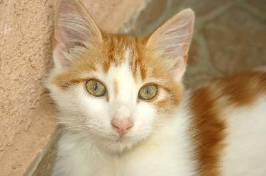 An orange and white kitten looking at the camera.