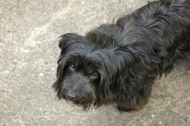 Training a hot sale yorkie poo