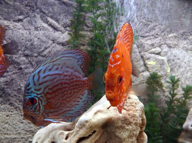 tropical fish, coral red blue underwater reef