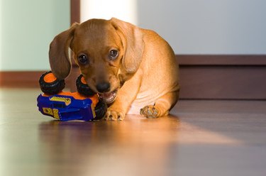 A puppy chewing on a toy car