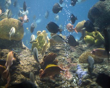 Many colorful fish in a large tank