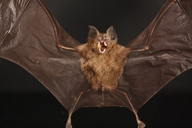 bat ultrasonic sound