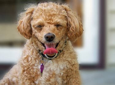 Brown poodle yawning