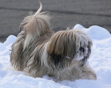 Shih Tzu outside in snow