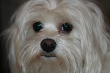 Closeup of a white dog