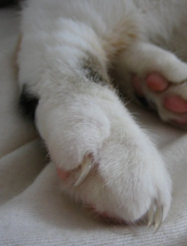cat paws