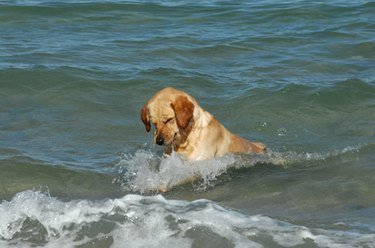 Golden Lab in water