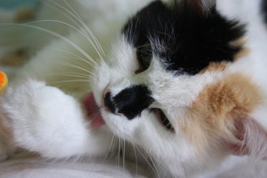 A white, black, and orange cat.