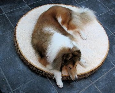 Dog on Dog Bed
