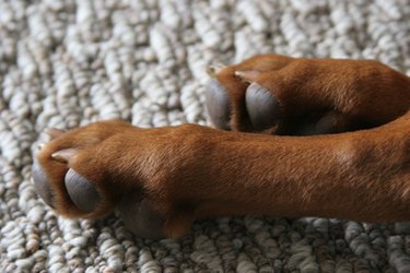 Cracked dog outlet paws home remedies