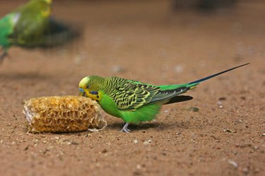 A green bird eating from a cob of corn