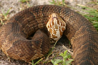Large snake outdoors