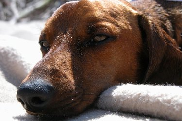 Brown dog with head on blanker