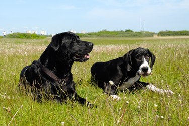 2 dogs outside on grass