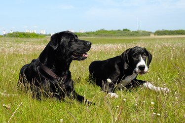 why does my great dane have dandruff