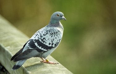 Pigeon on a railing