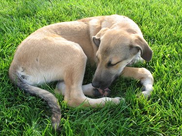 Dog resting on grass