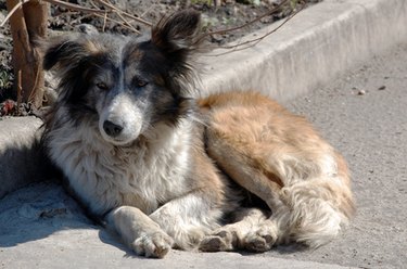 What to give your best sale dog for a cold