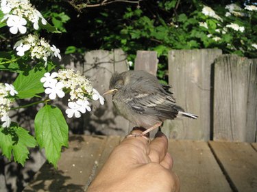 whistling birds sounds